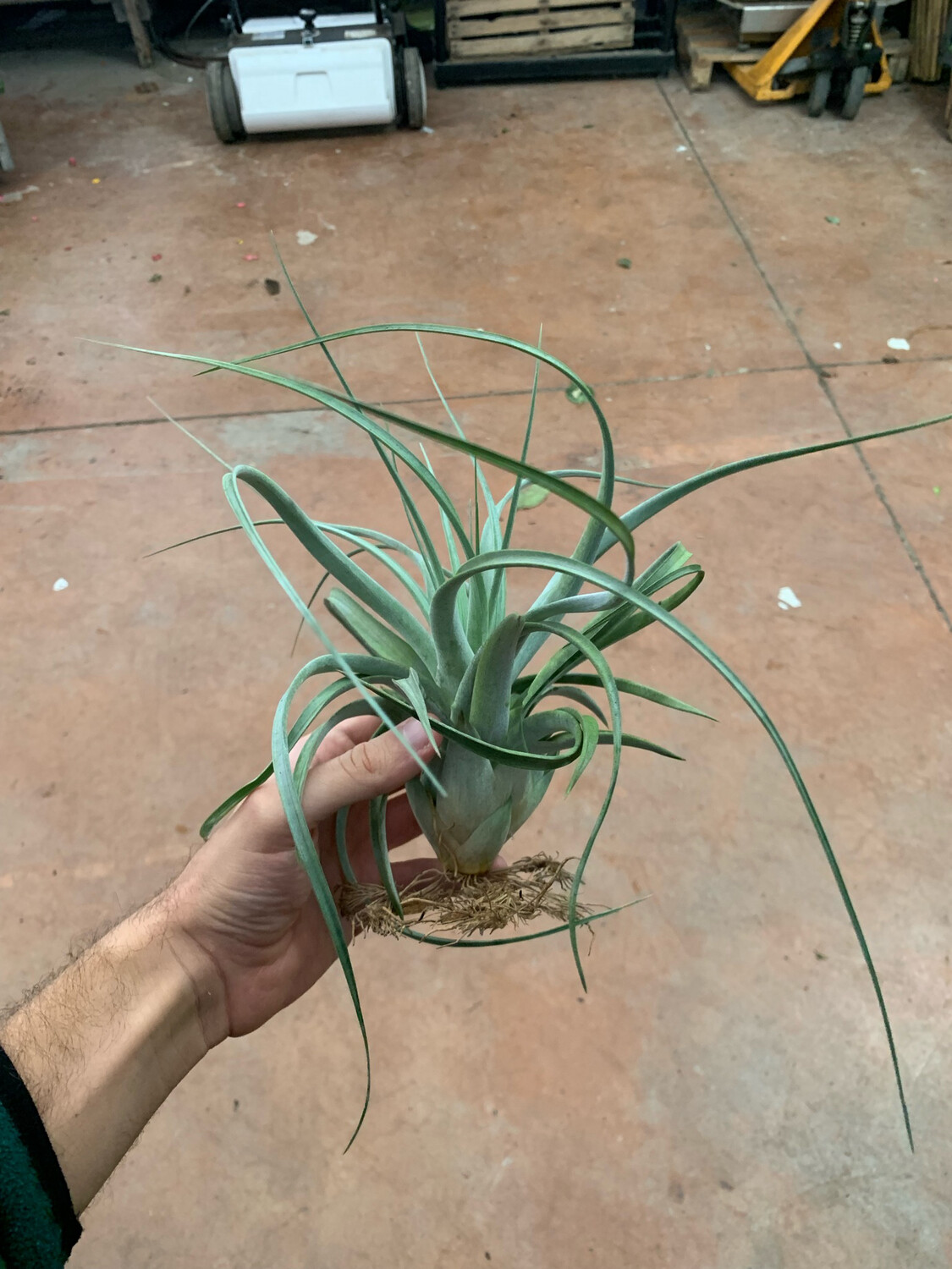 Tillandsia Clario