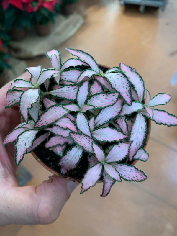 Fittonia Mos. Zalm  &#39;Forest Flame&#39; Rosa - vaso Ø8,5 cm