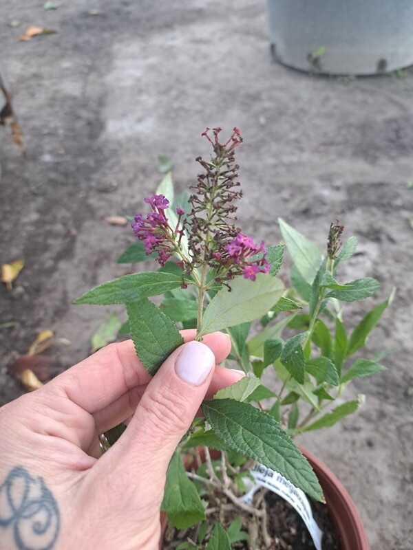 Buddleja megalocephala, Albero delle farfalle - vaso Ø18 cm
