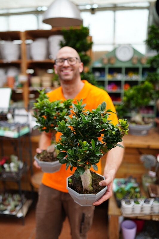 Bonsai Ficus Ginseng, Ficus microcarpa - Ciotola Ø18 cm