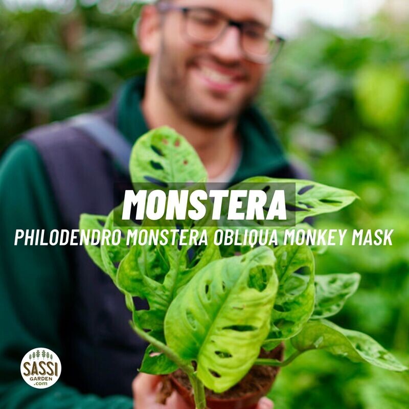 Monstera Adansonii &#39;Monkey Mask&#39; - ciotola Ø17 cm
