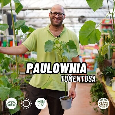 Paulownia Tomentosa, Paulonia, Pawlonia, Albero dei fazzoletti, Albero imperiale - vaso Ø15 cm, h 60 cm