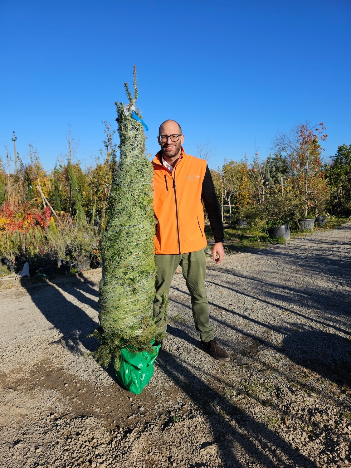 Abete Nordico Nordmanniana, Abies Nordman (Punta per albero di Natale) - vaso opzionale, h 180/200 cm Abete Nordico Nordmanniana, Abies Nordman (Punta per albero di Natale) - vaso opzionale, h 180/200 cm