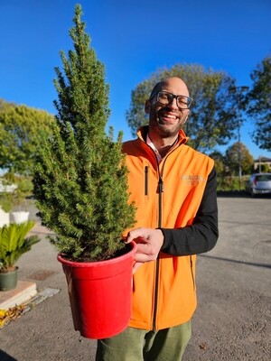 Picea glauca &#39;Conica&#39; - vaso Ø21 cm, h 65 cm - Abete bianco