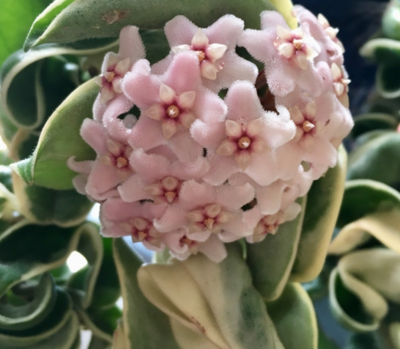 Hoya carnosa ' Compacta Variegata ' - Fiore di Cera - vaso Ø6 cm