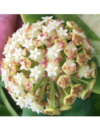 Hoya incrassata variegata - vaso 10,5