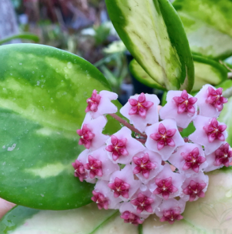 Hoya obovata variegata 2 foglie - vaso Ø10,5 cm