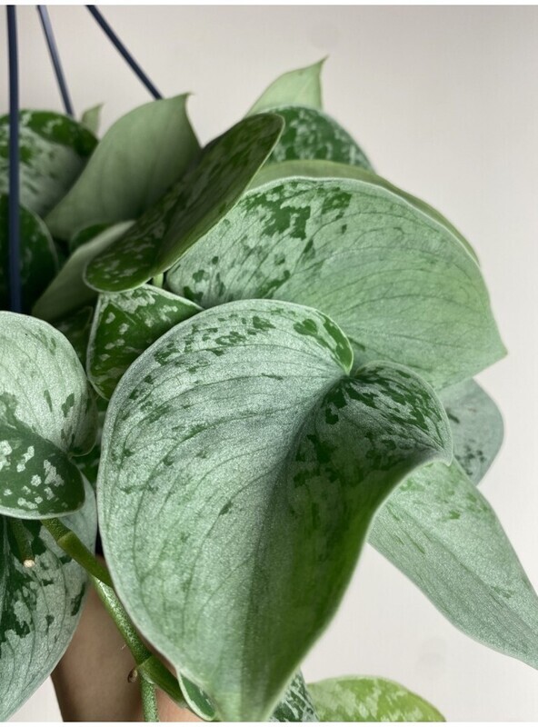 Scindapsus Pictus &#39;Silvery Ann&#39;, Pothos, Potus, Potos, Epipremnum - vaso Ø8,5 cm