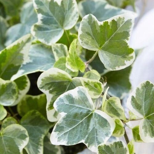 Hedera helix &#39;White Wonder&#39; - vaso Ø12 cm