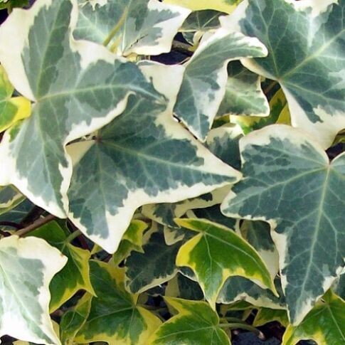 Hedera helix &#39;Eva&#39; - vaso Ø12 cm