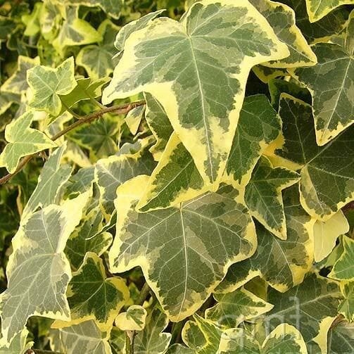 Hedera helix &#39; Goldchild &#39; - vaso 12