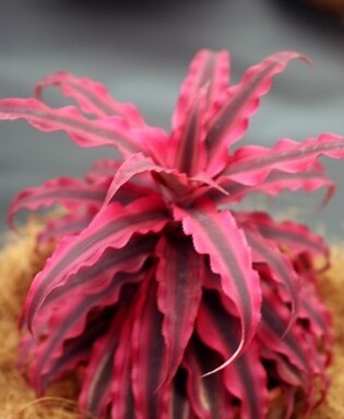 Cryptanthus bivittatus, Pianta stella &#39;Super Pink&#39; - vaso Ø5,5 cm