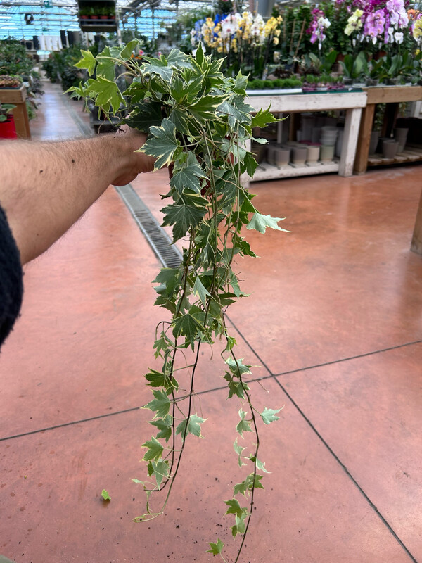 Hedera helix 'Yellow Ripple' - vaso Ø12 cm