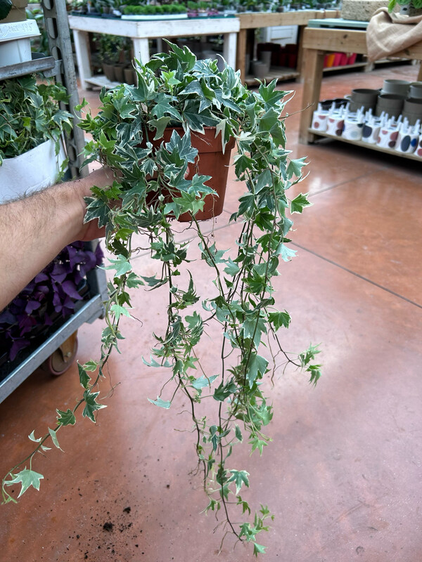 Hedera helix 'White Ripple' - vaso Ø12 cm