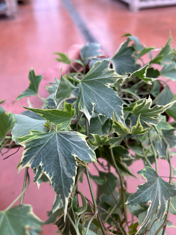 Hedera helix &#39;Yellow Ripple - vaso 12