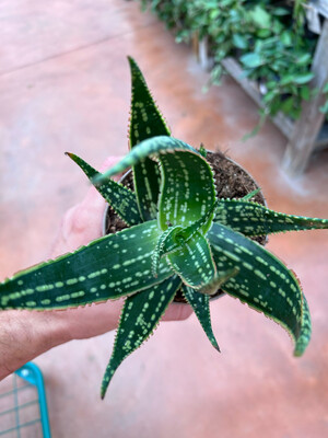 Aloe saponaria, Aloe maculata - vaso Ø12 cm