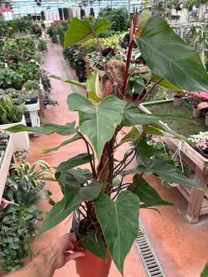 Philodendron erubescens &#39;Red Emerald&#39;, Filodendro (con palo muschiato) - vaso Ø19 cm, h 85 cm