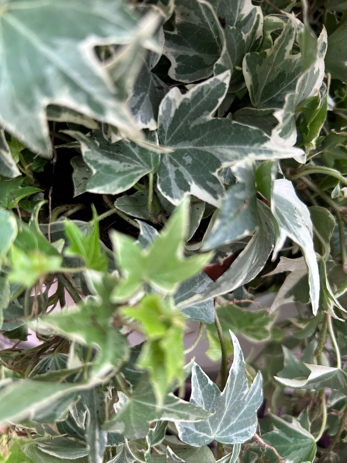 Hedera helix &#39; White Ripple &#39; - vaso 12