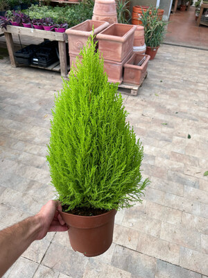 Cupressus macrocarpa, Cipresso di Monterey &#39;Goldcrest Wilma&#39; - vaso Ø22 cm H80cm