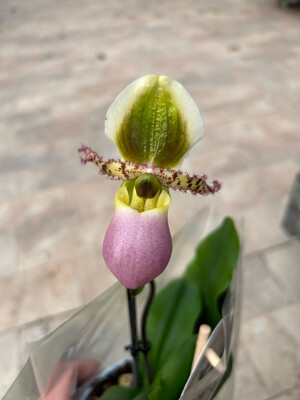 Paphiopedilum glaucophyllum - Orchidea - Scarpetta di Venere - vaso Ø12 cm