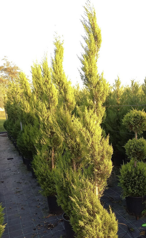 Cipresso Leylandii 'Goldcrest' Spirale - vaso Ø26 cm, h 160 cm