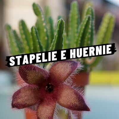 STAPELIE E HUERNIE