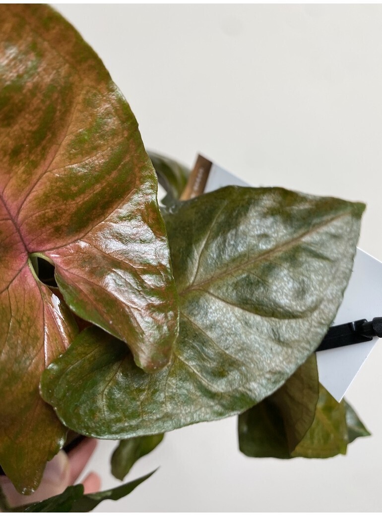 Syngonium podophyllum &#39;Brocante&#39; - vaso Ø12 cm