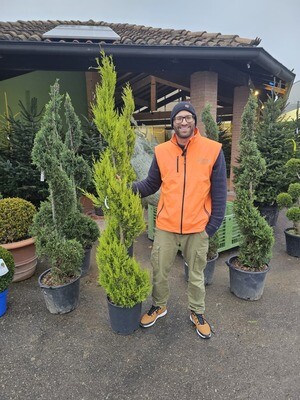 Cipresso Leylandii  &#39;Goldcrest&#39; Spirale - vaso Ø26 cm, h 160 cm