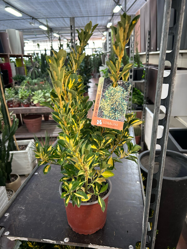 Evonimo, Euonymus japonicus 'Aureopictus' - vaso Ø18 cm, h 40 cm fuori vaso