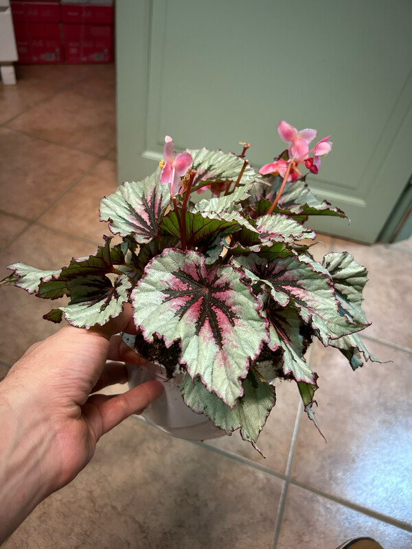 Begonia &#39; Evening Glow &#39; - vaso Ø17 cm