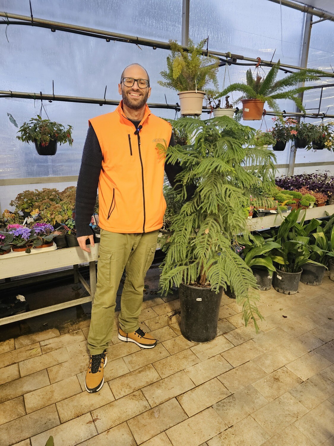 Araucaria Heterophylla, Pino di Norfolk - vaso Ø35 cm, h 160 cm