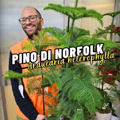PINO DI NORFOLK