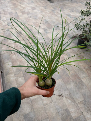 Beucarnea, Beaucarnea, Nolina Recurvata, Mangiafumo - vaso Ø9 cm