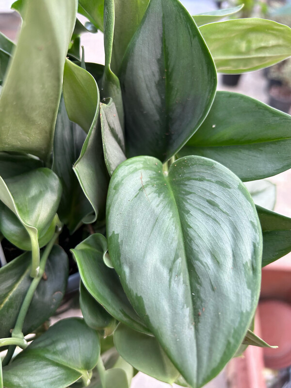 Scindapsus &#39;Treubii Silver&#39;, Potus, Potos, Pothos, Photus - vaso Ø15 cm