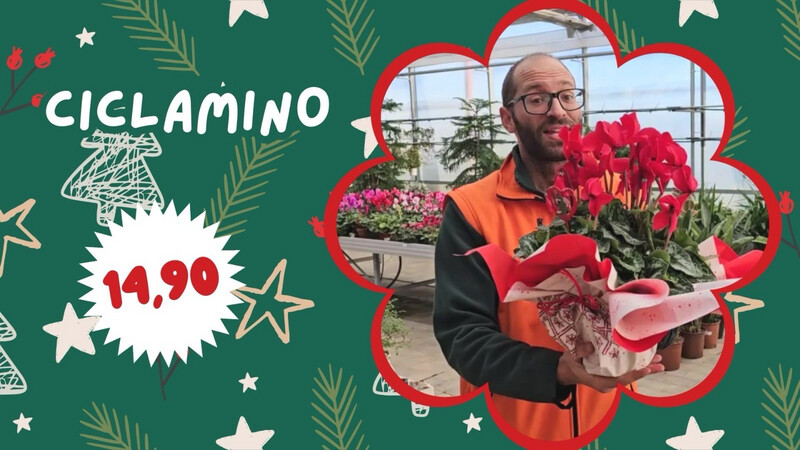 Ciclamino - Cyclamen persicum - Confezione Regalo vaso 17 Ciclamino - Cyclamen persicum - Confezione Regalo vaso 17