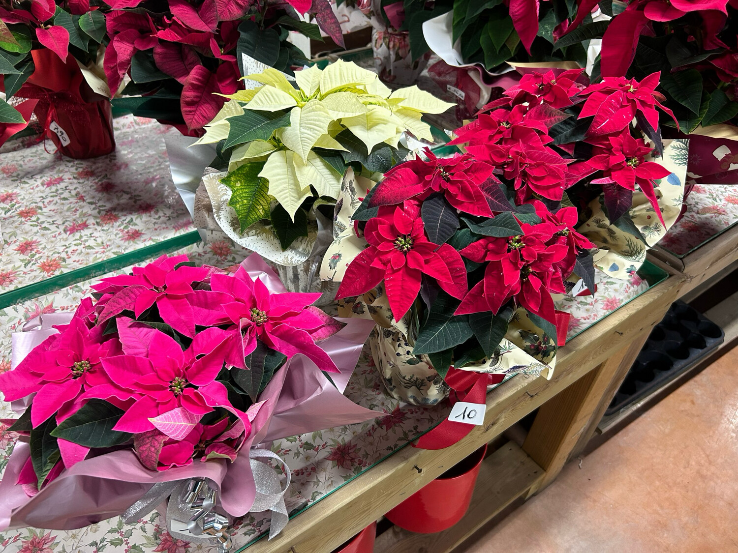 Stella Di Natale, Euphorbia pulcherrima, Poinsettia - vaso Ø14 cm, CONFEZIONATA Stella Di Natale, Euphorbia pulcherrima, Poinsettia - vaso Ø14 cm, CONFEZIONATA