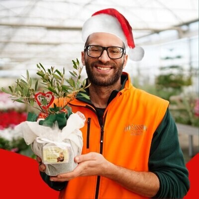 ALBERI, PIANTE DI NATALE, IDEE REGALO