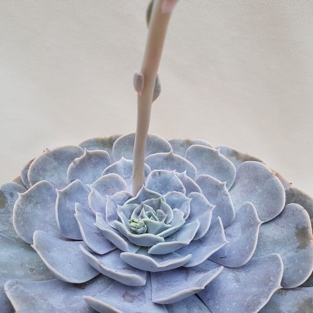 Echeveria spp. 'Lilacina' - vaso Ø 6cm