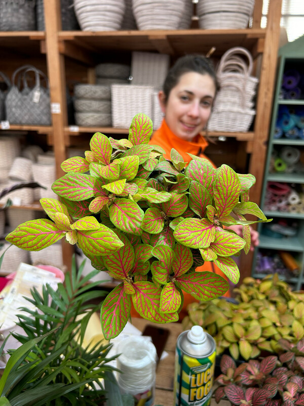 Fittonia &#39;Skeleton&#39; - vaso Ø12 cm