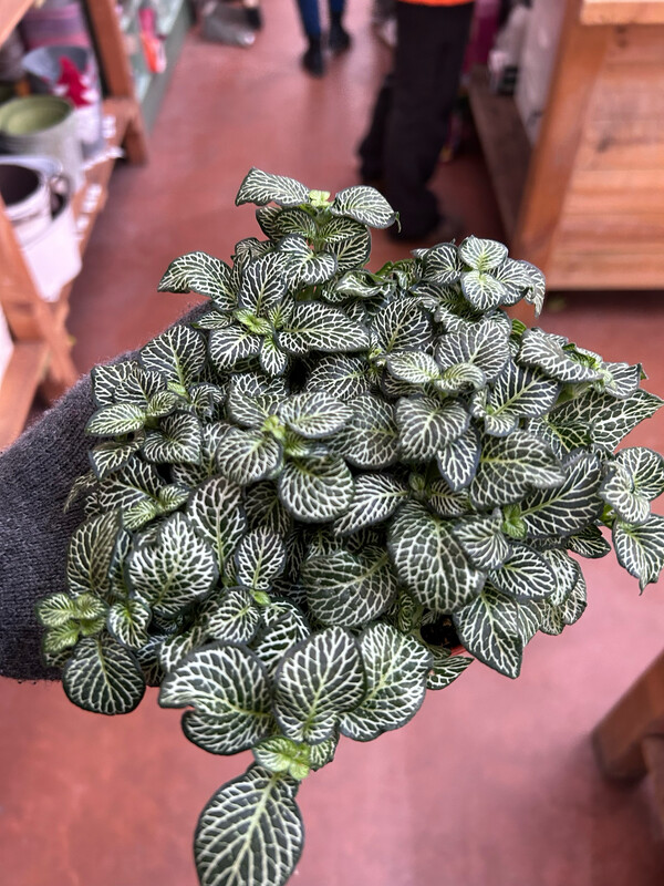 Fittonia &#39;Green Minima&#39; - vaso Ø12 cm