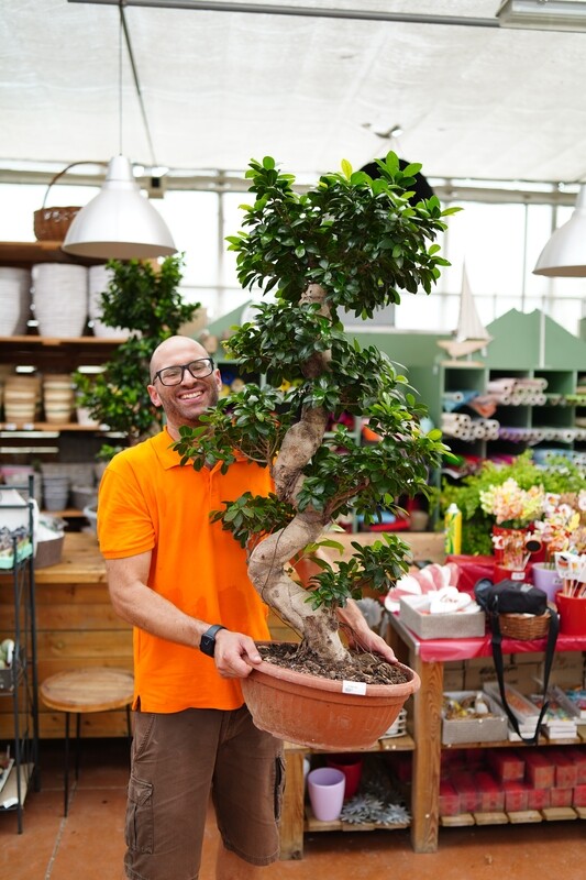 Bonsai Ficus Ginseng, Ficus microcarpa - ciotola Ø35 cm, h 80cm Esemplare