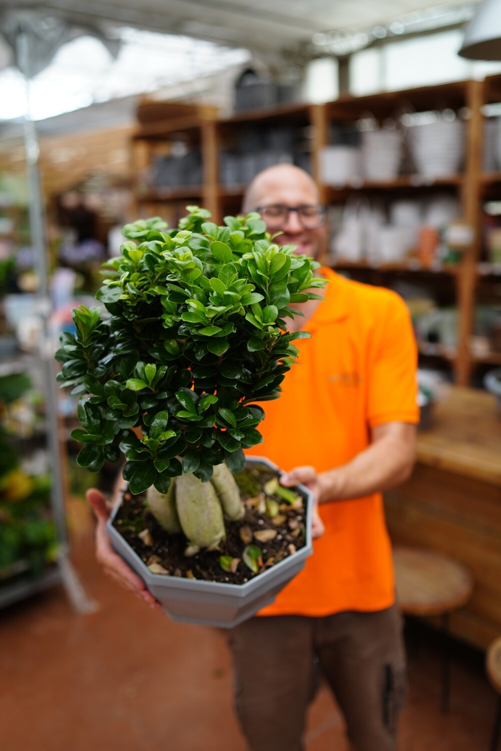 Bonsai Ficus Ginseng, Ficus microcarpa - ciotola Ø26 cm