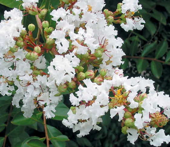 Lagerstroemia indica &#39;Bianca grassi&#39;, Mirto crespo alberetto - vaso Ø18 cm, h 180 cm