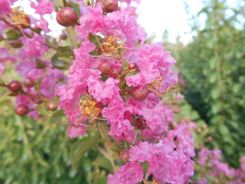 Lagerstroemia indica &#39;Rosea Grassi&#39;, Mirto crespo, alberetto - vaso Ø18 cm, h 180 cm