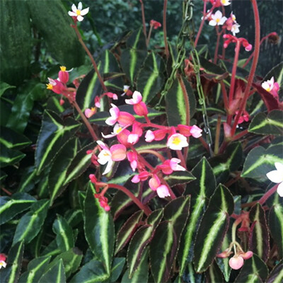 Begonia Listada - vaso Ø12 cm