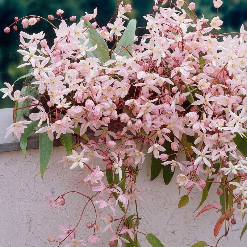Clematis armandii &#39;Apple Blossom&#39;, Clematide - vaso Ø14 cm, h 50-60 cm