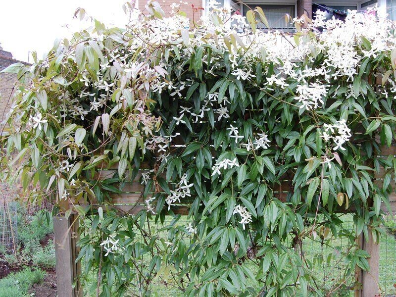 Clematis armandii, Clematide - vaso Ø14 cm, h 50-60 cm