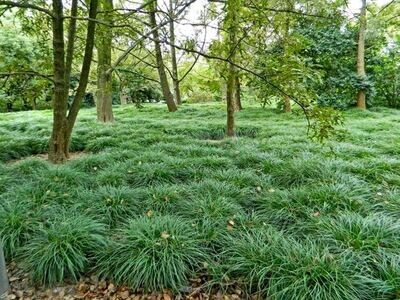 Convallaria Japonica, Ophiopogon Japonicus - vaso Ø7 cm