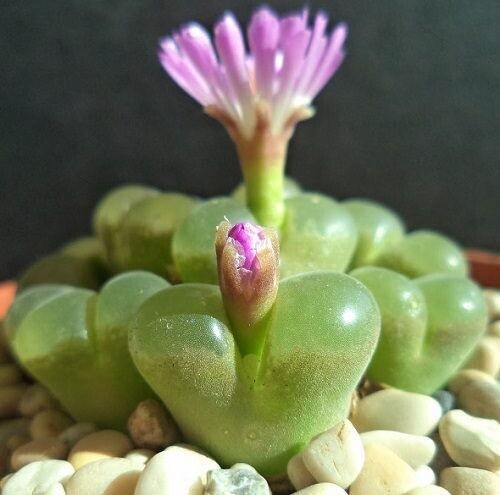 Conophytum limpidum - vaso 8 cm