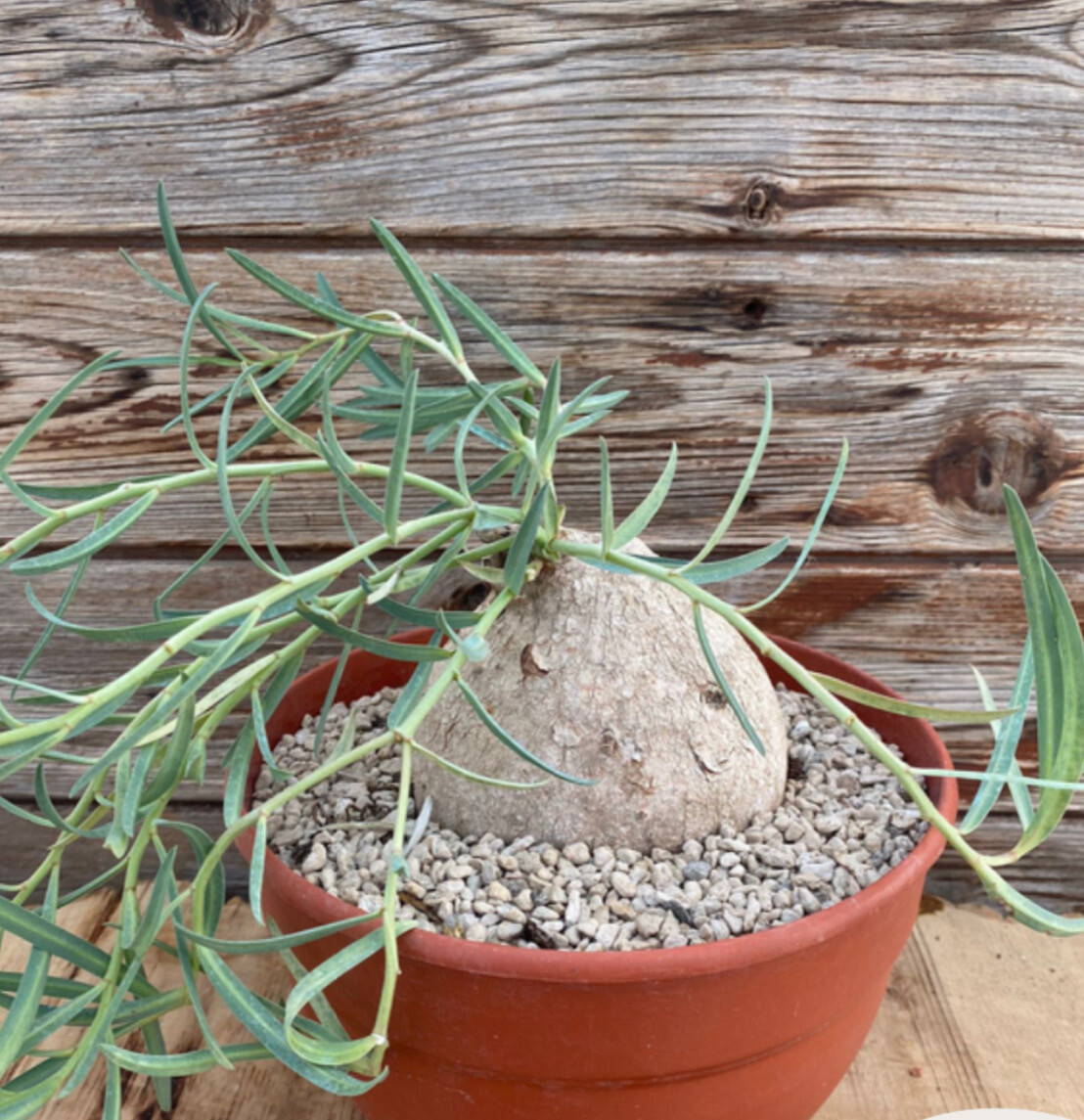 Euphorbia trichadenia, Esemplare - vaso Ø15 cm